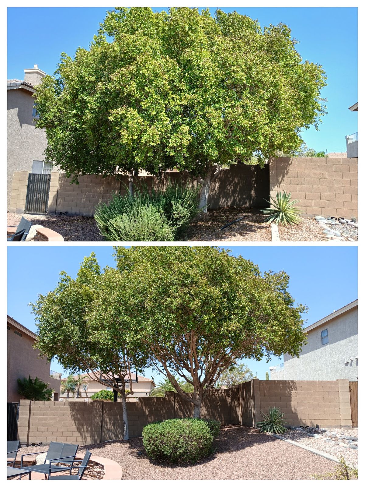 Before and after: front-yard ficus tree trimming and shrub shaping in Mesa, AZ