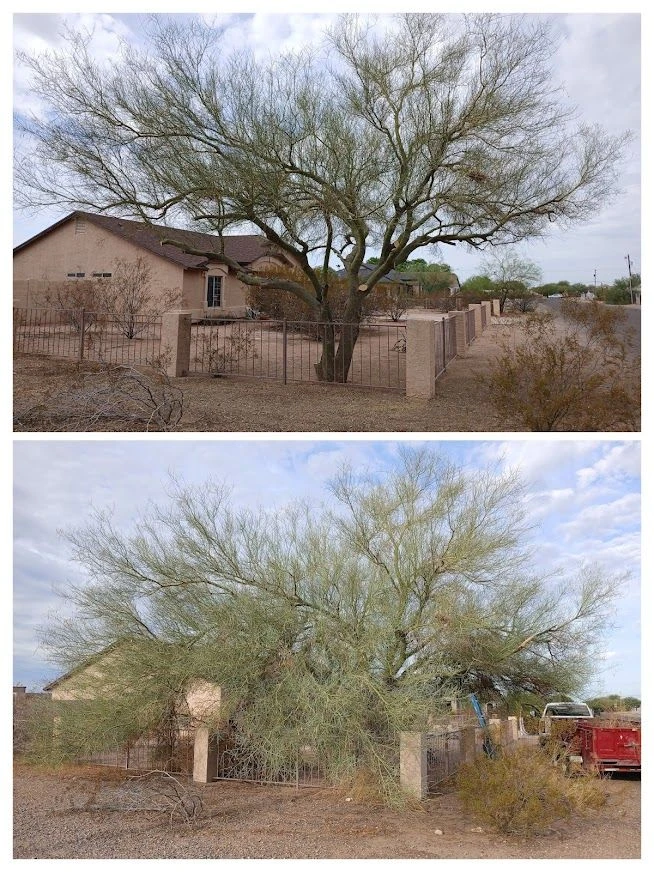 Palo Verde tree trimming and thinning before and after Apache Junction AZ Bynum Tree and Landscape