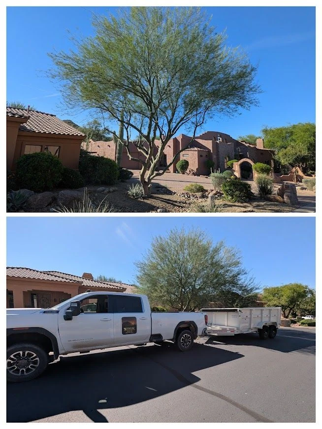 Palo Verde tree trimming and thinning before and after Las Sendas Mesa AZ Bynum Tree and Landscape
