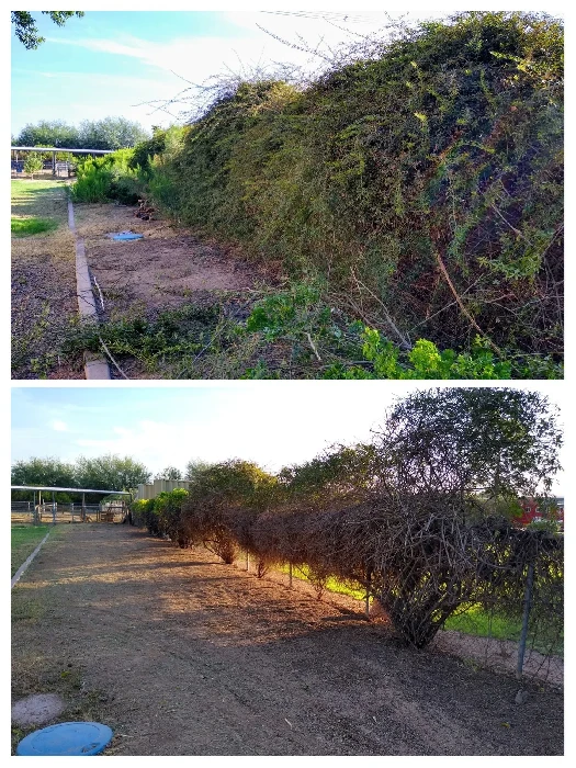 Complete Property Cleanup and Yard Reset before and after in Mesa, Arizona