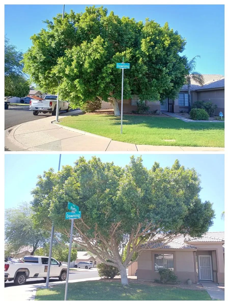 Ficus tree trimming and thinning before and after collage in Mesa, Arizona