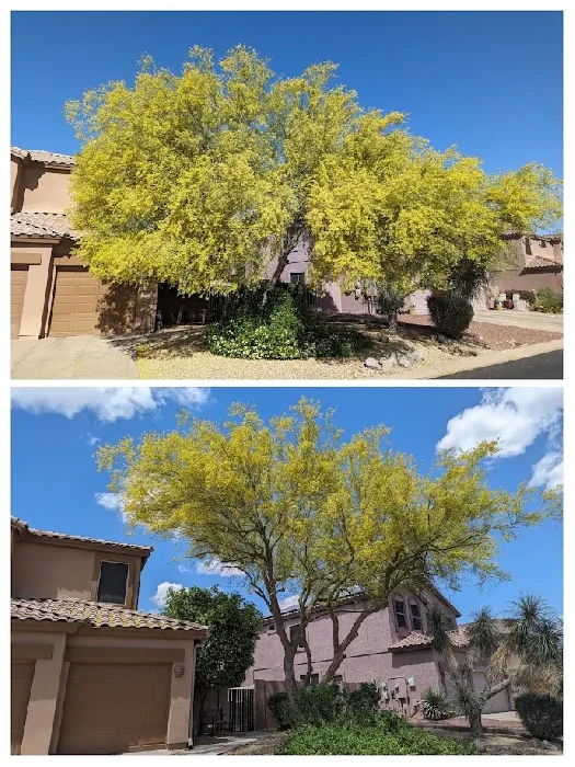 Palo verde tree trimming before and after collage in Mesa, Arizona