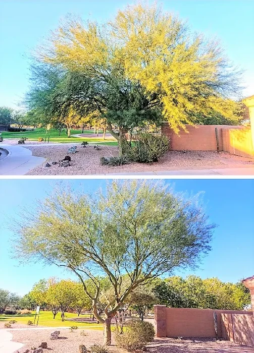 Palo Verde Tree Trimming before and after in Mesa, Arizona