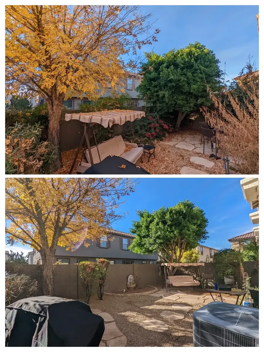 Before and after tree trimming example in Mesa, Arizona