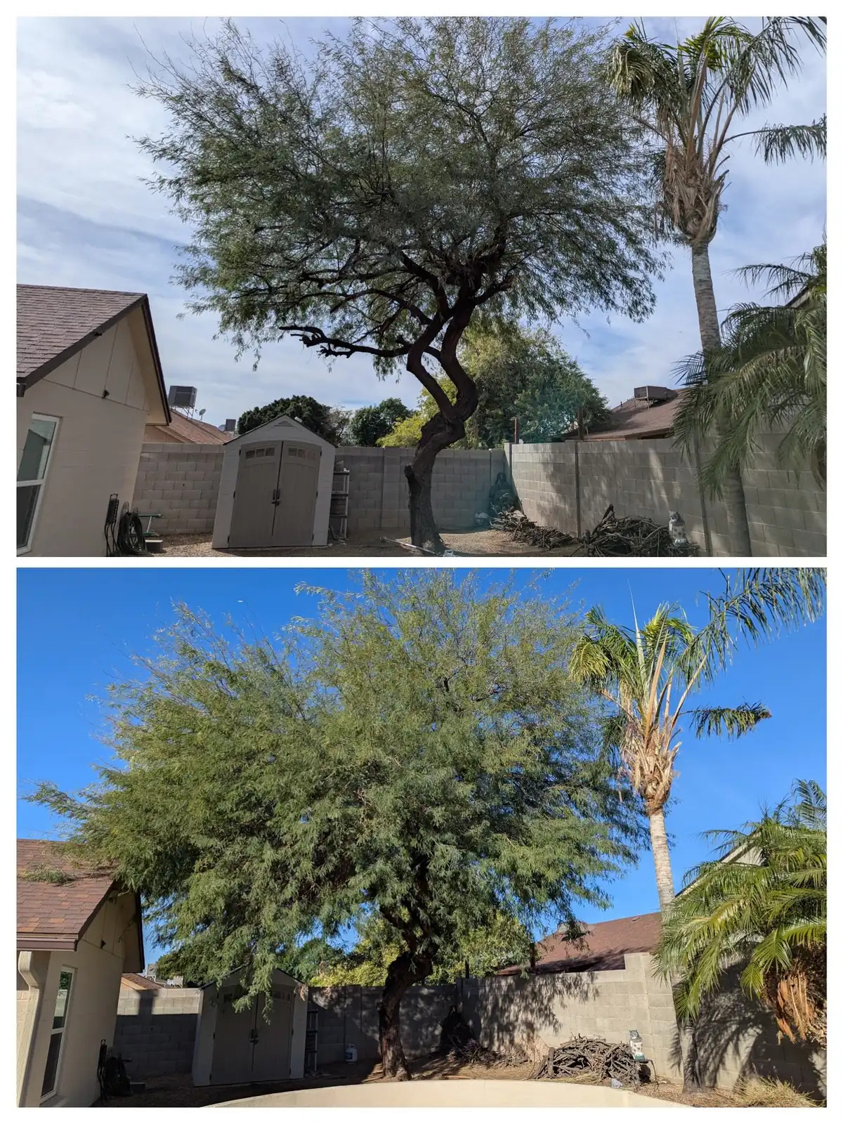 Before and After collage for a recent Bynum Tree and Landscape project in Mesa, Arizona