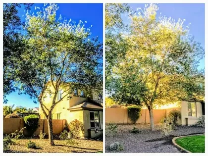 Chinese Elm Tree Trimming before and after collage in Mesa, AZ by Bynum Tree and Landscape