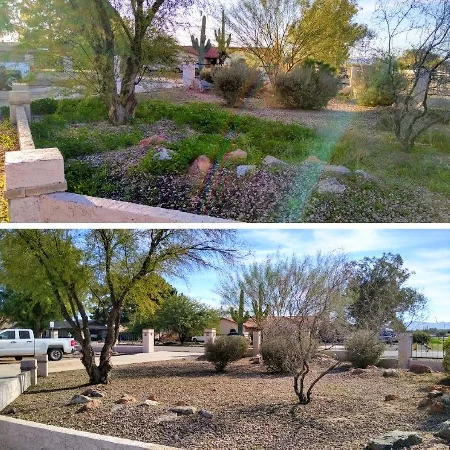 Desert front yard Weed Removal and Tree Trimming before and after collage in Mesa, AZ by Bynum Tree and Landscape