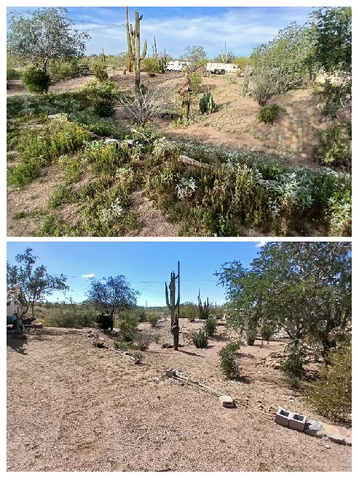 Desert property cleanup and overgrowth removal before and after collage in Apache Junction, AZ by Bynum Tree and Landscape