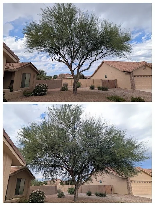 Large Palo Verde Trimming and thinning before and after collage in Mesa, AZ by Bynum Tree and Landscape
