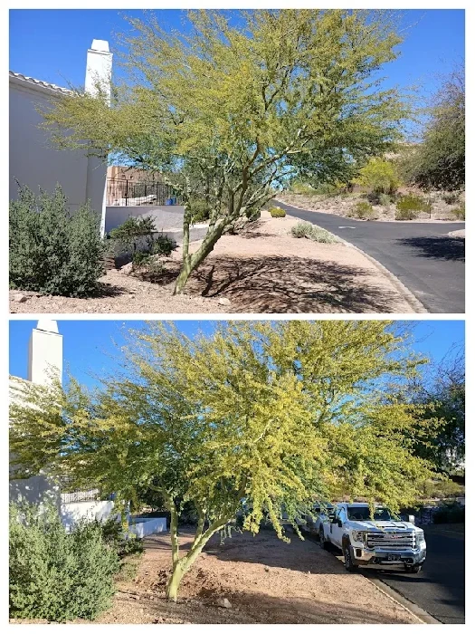 Palo Verde Tree Pruning before and after collage in Las Sendas Mesa, AZ by Bynum Tree and Landscape
