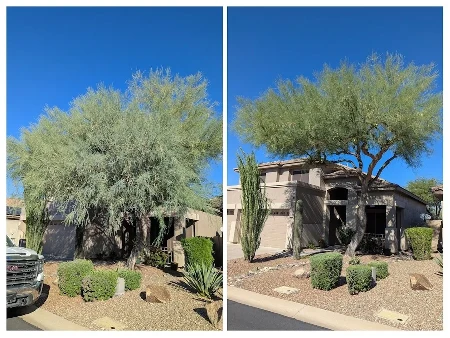 Before and after trimming and thinning of a large Palo Verde tree in Las Sendas Mesa Arizona