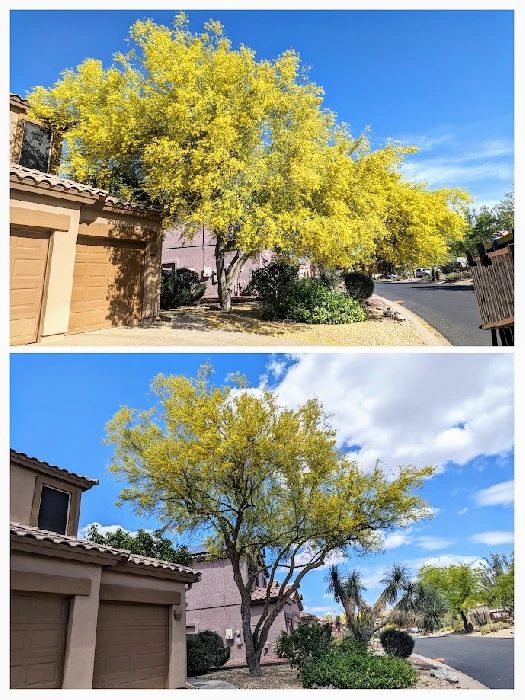 Before and after residential tree trimming in Mesa Arizona by Bynum Tree and Landscape
