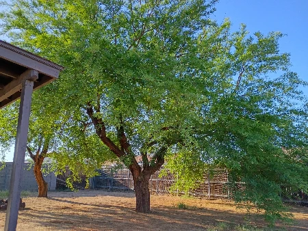 Tree before professional trimming by Bynum Tree and Landscape