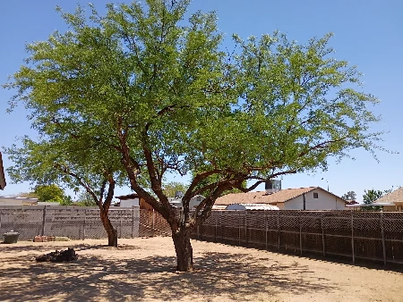 Recent tree care work completed by Bynum Tree and Landscape
