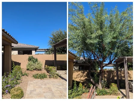 Before and after Mesquite tree removal and stump grinding in Eastmark Mesa Arizona by Bynum Tree and Landscape