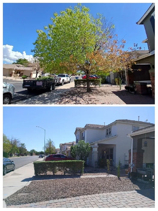Before and after street tree removal stump grinding and cleanup in Mesa Arizona by Bynum Tree and Landscape