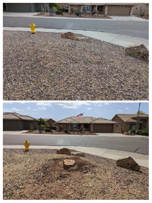 Before and after front yard tree removal and stump grinding in Mesa Arizona by Bynum Tree and Landscape