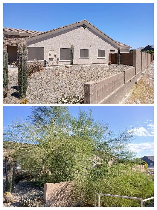 Before and after storm damaged Palo Verde tree removal in Mesa Arizona and the East Valley by Bynum Tree and Landscape