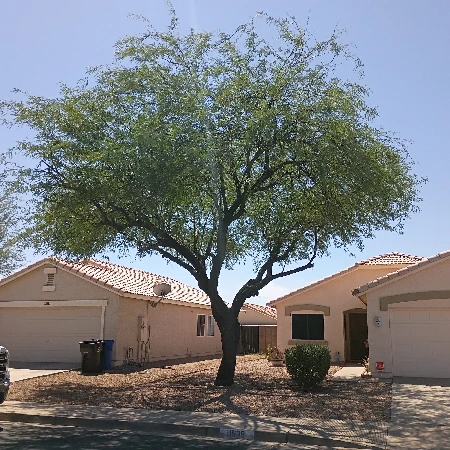 Recent residential tree after selective trimming and cleanup by Bynum Tree and Landscape